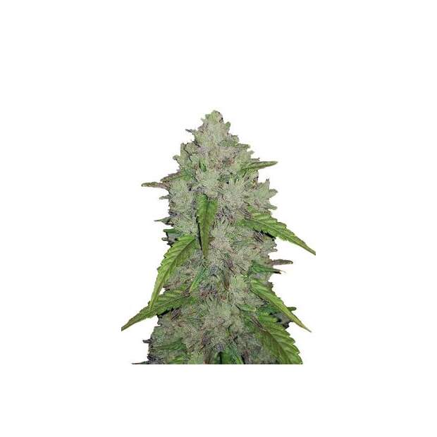 Dinafem Original Amnesia Auto