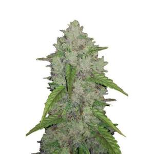 Dinafem Original Amnesia Auto