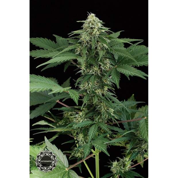 Dinafem Roadrunner Auto