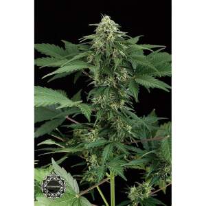 Dinafem Roadrunner Auto