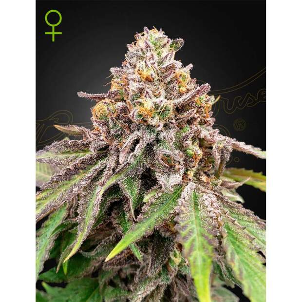 Green House Seeds Blue Haze X Gelato 41 Auto 3 Stk feminisiert