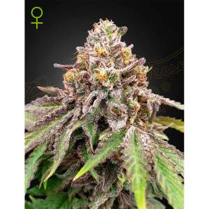Green House Seeds Blue Haze X Gelato 41 Auto 3 Stk...