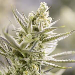 Growers Choice Forbidden Runtz 3 pcs feminised