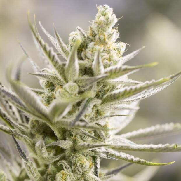 Growers Choice Forbidden Runtz 5 pcs feminised