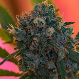 Growers Choice Naranja Biscotti Fast Version