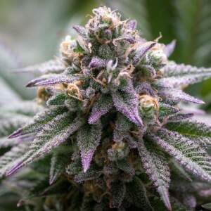 Growers Choice Ultra Violet GMO 5 pcs feminised