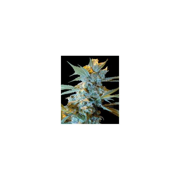 World of Seeds New York Special