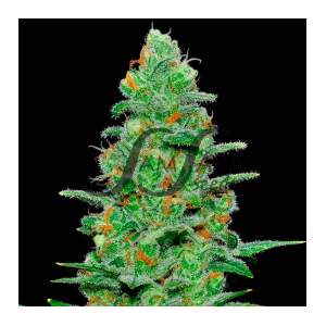 SamSara Crazy Miss Hyde Auto