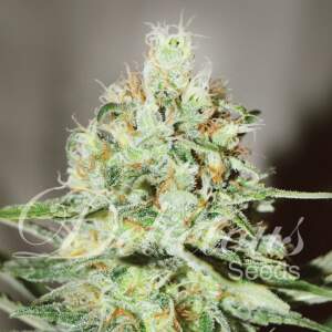 Delicious Seeds Sweet Lion Sitte