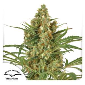 Dutch Passion Snow Bud 5 Stk feminisiert