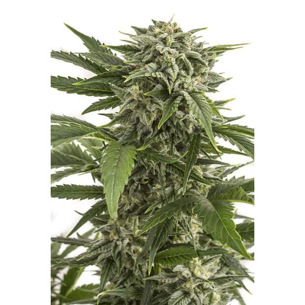 Dinafem Bubba Kush Auto