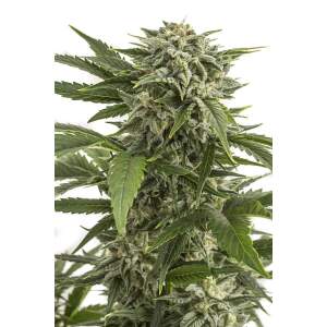 Dinafem Bubba Kush Auto