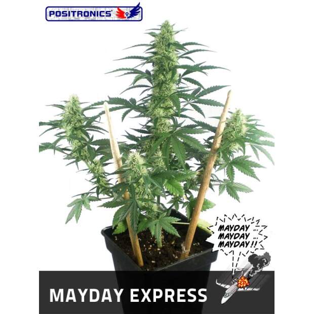 Positronics Mayday Auto
