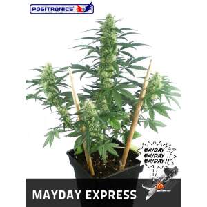 Positronics Mayday Auto