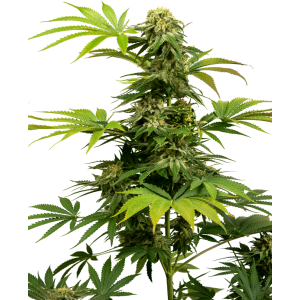 Sensi Seeds Black Harlequin CBD (Harlequin x Black Domina)