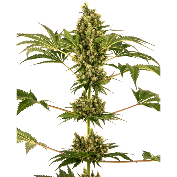 Sensi Seeds CBD Sensi #34 Auto (Sensi Auto CBD)
