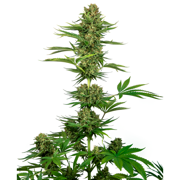 Sensi Seeds CBD Sensi #743 (Black Domina CBD)