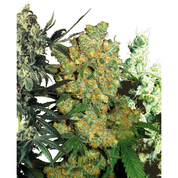 Sensi Seeds Feminised Mix 10 Stk feminisiert