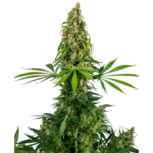 Sensi Seeds Sensi #140 (Chocolope x Hindu Kush)