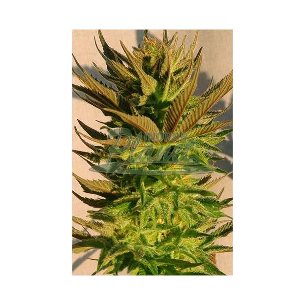 Kannabia B. Lee Auto