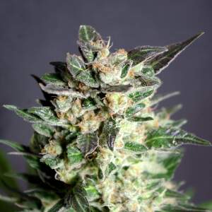 Kannabia BCN Diesel