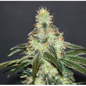 Kannabia Mataro Blue CBD