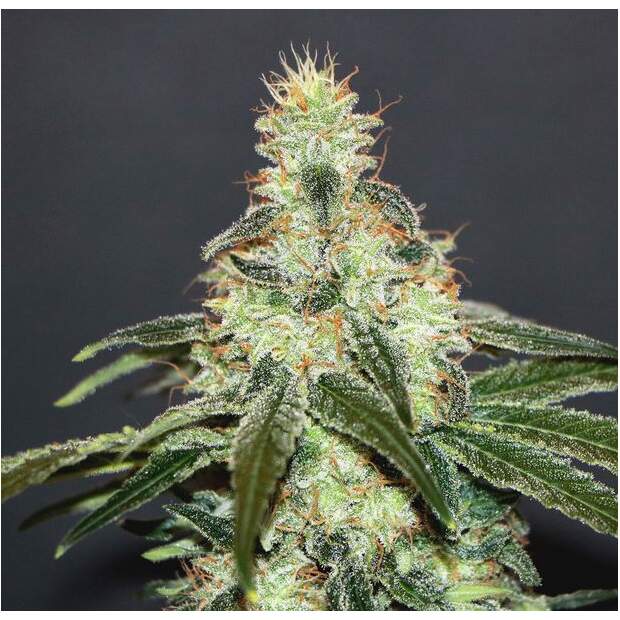 Kannabia Mataro Blue CBD 5 Stk feminisiert