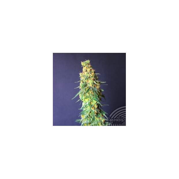 Kannabia White Domina CBD