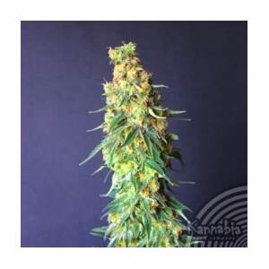 Kannabia White Domina CBD
