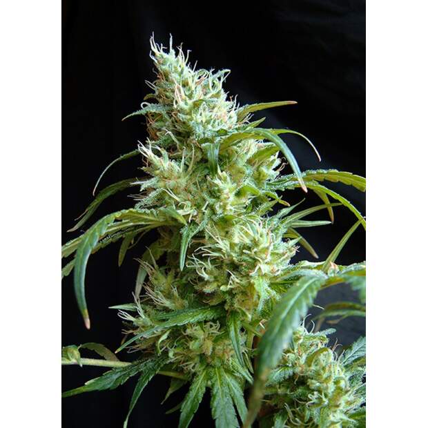 Sweet Seeds Flash Back #2