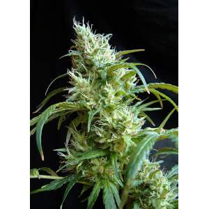 Sweet Seeds Flash Back #2