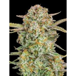 Advanced Seeds Auto Bruce Banner XXL