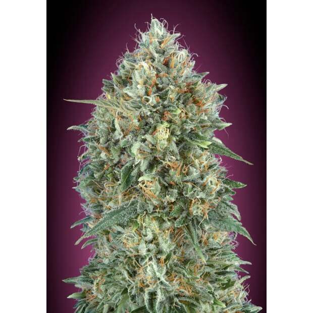 Advanced Seeds Auto Gelato #33 5 Stk feminisiert