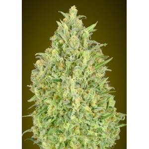 Advanced Seeds Auto Pineapple Glue 5 pcs feminised
