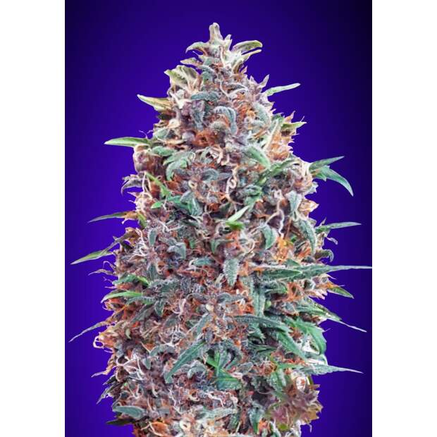 Advanced Seeds Auto Purple Diesel 5 pcs feminised