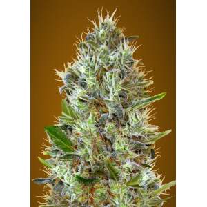 Advanced Seeds Auto Somango 5 Stk feminisiert