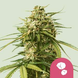 Royal Queen Seeds Gushers USA Premium