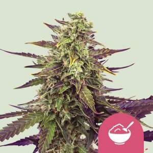 Royal Queen Seeds Cereal Milk USA Premium 5 Stk feminisiert