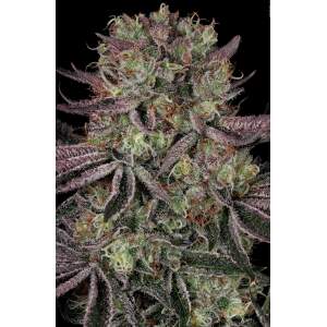 Serious Seeds Seriotica 6 pcs feminised