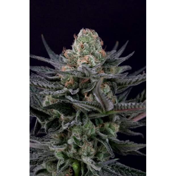 Paradise Seeds Caramba