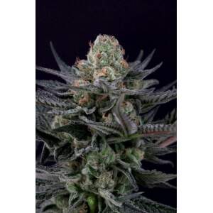 Paradise Seeds Caramba