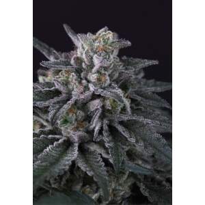 Paradise Seeds Gulupa