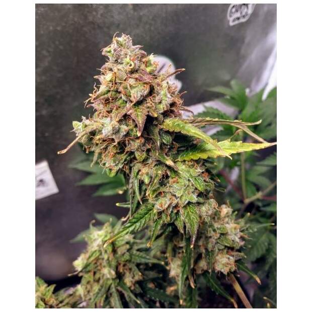 Female Seeds X-Line Auto NL 5 Stk feminisiert