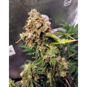 Female Seeds X-Line Auto NL 5 Stk feminisiert