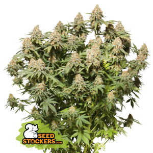 Seedstockers Moby Dick 5 pcs feminised