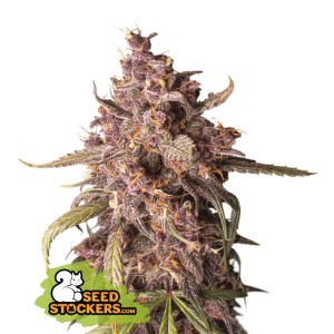 Seedstockers Purple Punch Auto 3 Stk feminisiert