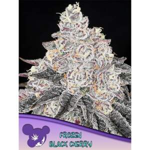 Anesia Seeds Frozen Black Cherry 10 Stk feminisiert