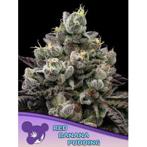 Anesia Seeds Red Banana Pudding 3 pcs feminised