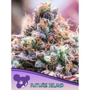 Anesia Seeds Future Island 3 pcs feminised