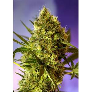 Sweet Seeds Big Devil #2 Auto 25 pcs feminised